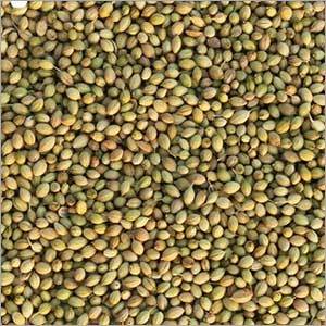 Natural Coriander Seeds - Organic, Green, 20 kg, 30 kg, 40 kg | High Purity, Nil Moisture, Grade A