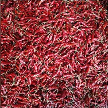 Teja Red Chilli - Organic 40kg Packet, Red Color, Grade A, Dry Storage | Usage in Cooking, Shelf Life of 1 Year