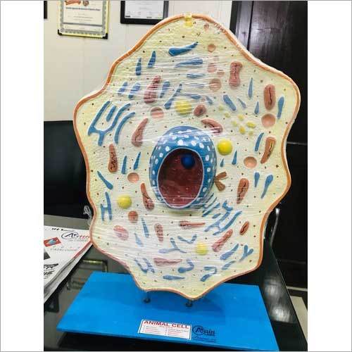 Animal Cell 3D Model - Fiberglass, 2x0.5x0.5 Feet, Natural Color | High Strength Material, Suitable for Computational Biology