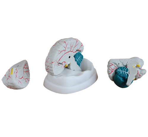 ConXport New Style Brain Model