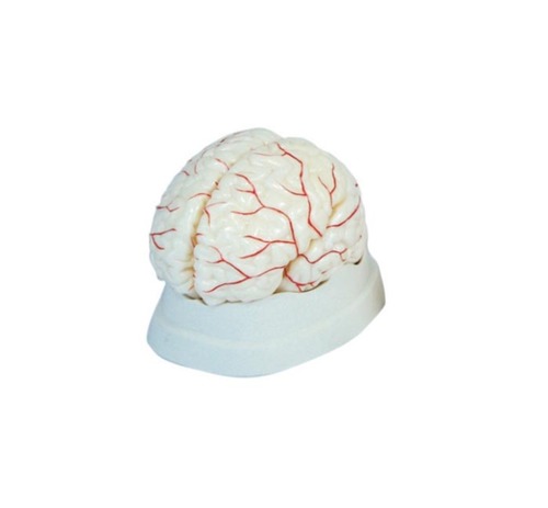 ConXport Brain with Arteries