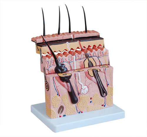 ConXport Skin Section Model