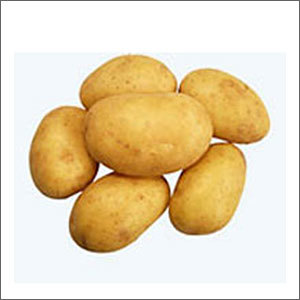 Seed Potato