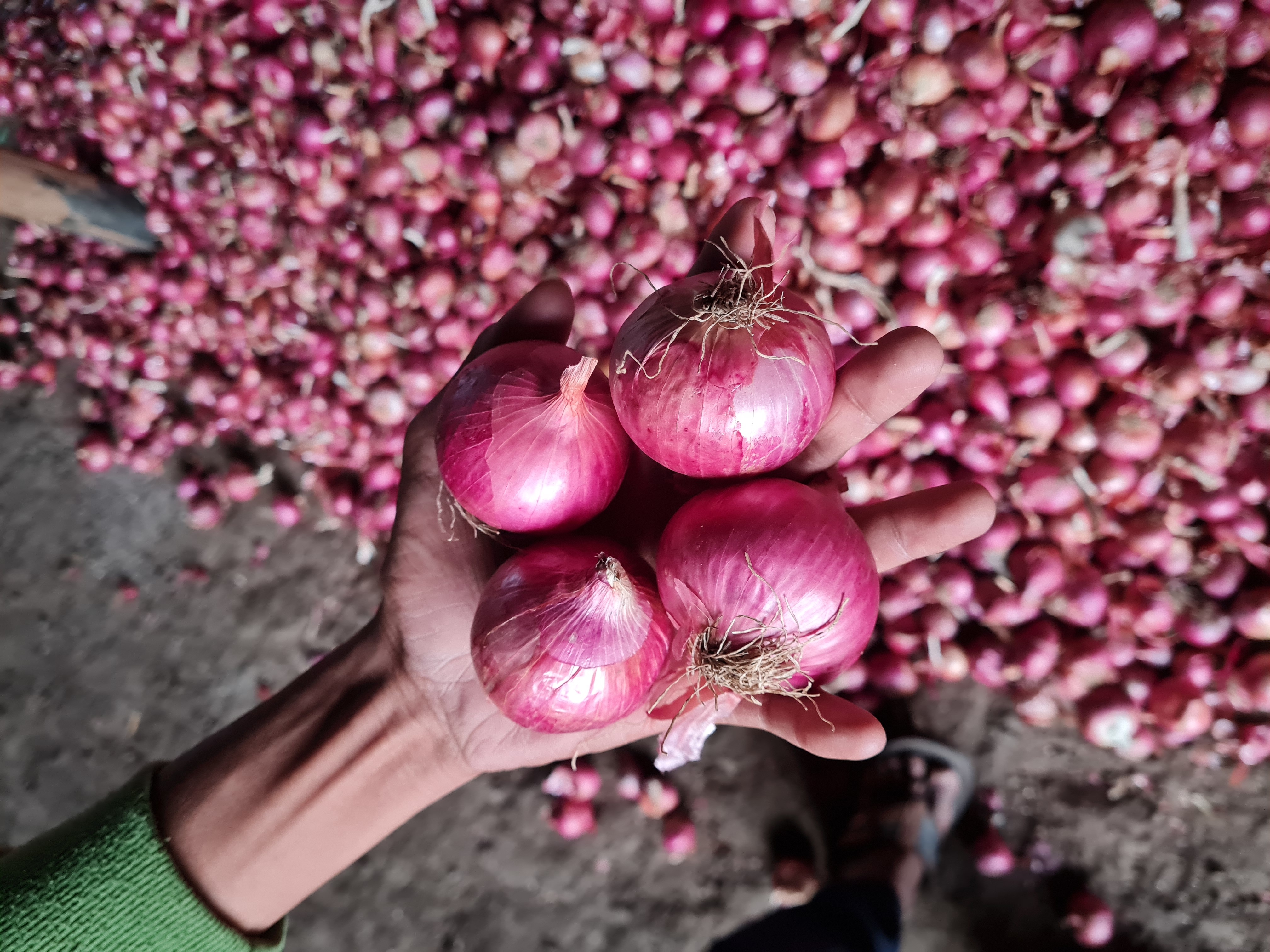 Red Onion