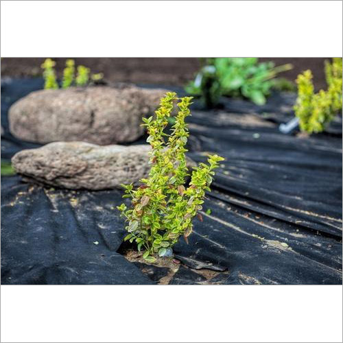 खरपतवार नियंत्रण गैर बुना कपड़ा