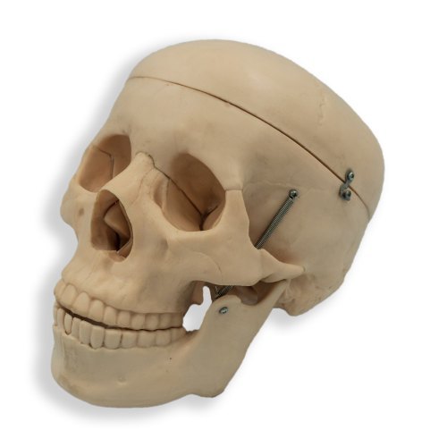 Skull Model