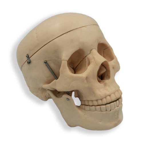 Skull Model