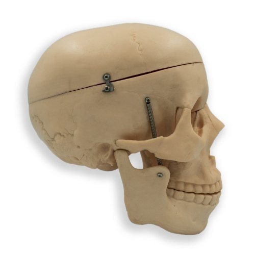 Skull Model