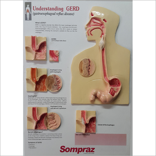 जीईआरडी शिक्षा स्टैंडीज