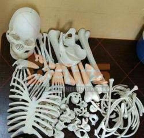 White Disarticulated Skeleton