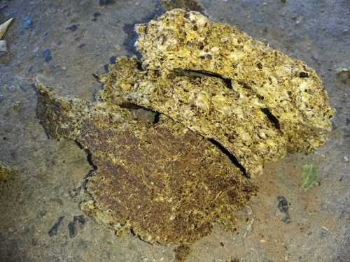 कपासिया खोड