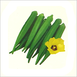 Common F1 Hybrid Bhindi Seed