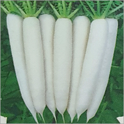 Common F1 Hybrid Radish Seed