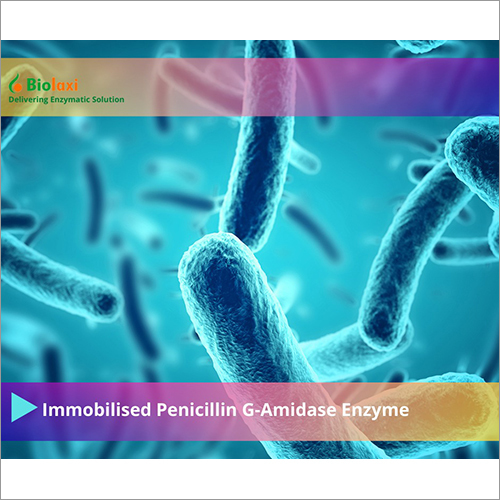 BL Immobilized Penicillin G-Amidase Enzyme - Industrial Grade, Purity Over 99%, Room Temperature Storage, Tested for Stability and Effectiveness