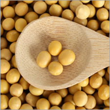 Organic Soybean Seeds Purity: 99.9 %