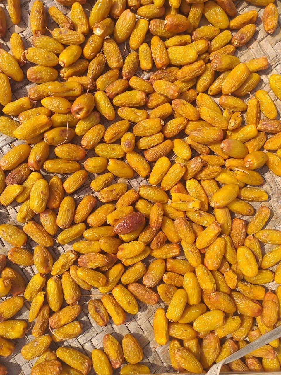Common Premium Quality Aseel Dry Dates