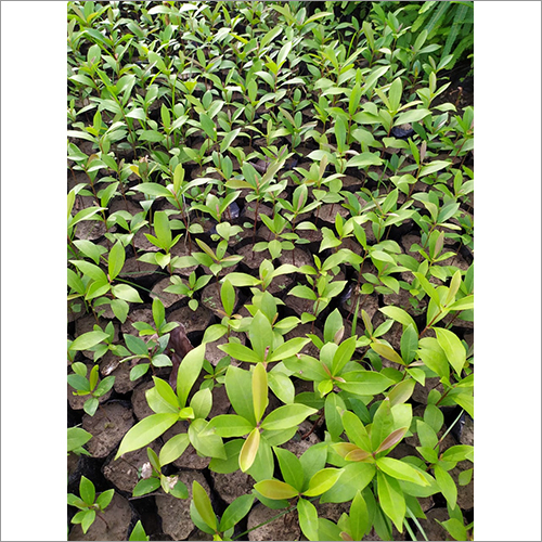 हाइब्रिड जामुन का पौधा