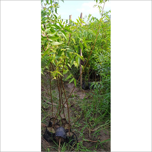 हाइब्रिड महागनी के पौधे