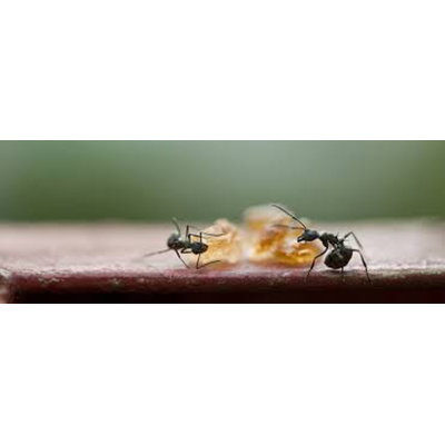 Ant Control Services - Premium Gel Bait Insecticides for Effective Ant Eradication | Odorless, Safe for Homes, Lasts Up to 6 Months