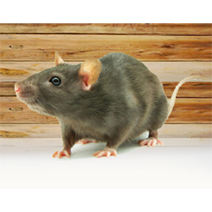 Rodent Extermination Service - Odorless Pest Control Solution , One-Time Treatment for All Properties, 6-Month Efficacy