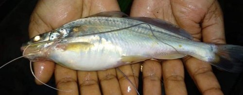Gulsha Tangra Fish Seed - Material: As Per Specification