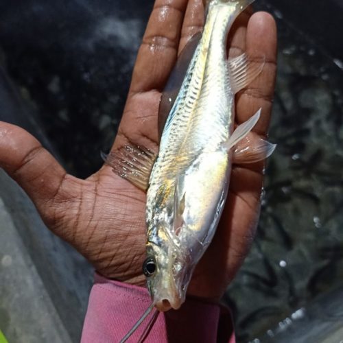 Gulsha Tangra Fish Seed - Material: As Per Specification