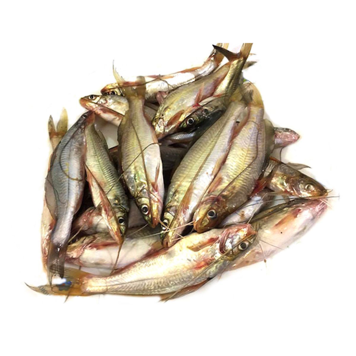 Gulsha Tangra Fish Seed - Material: As Per Specification