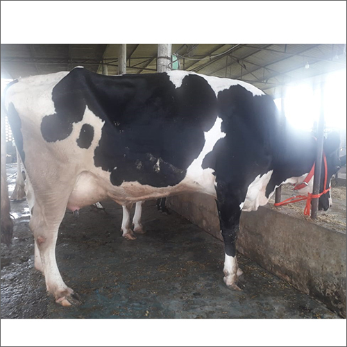 White Hf Cross Breed Cow