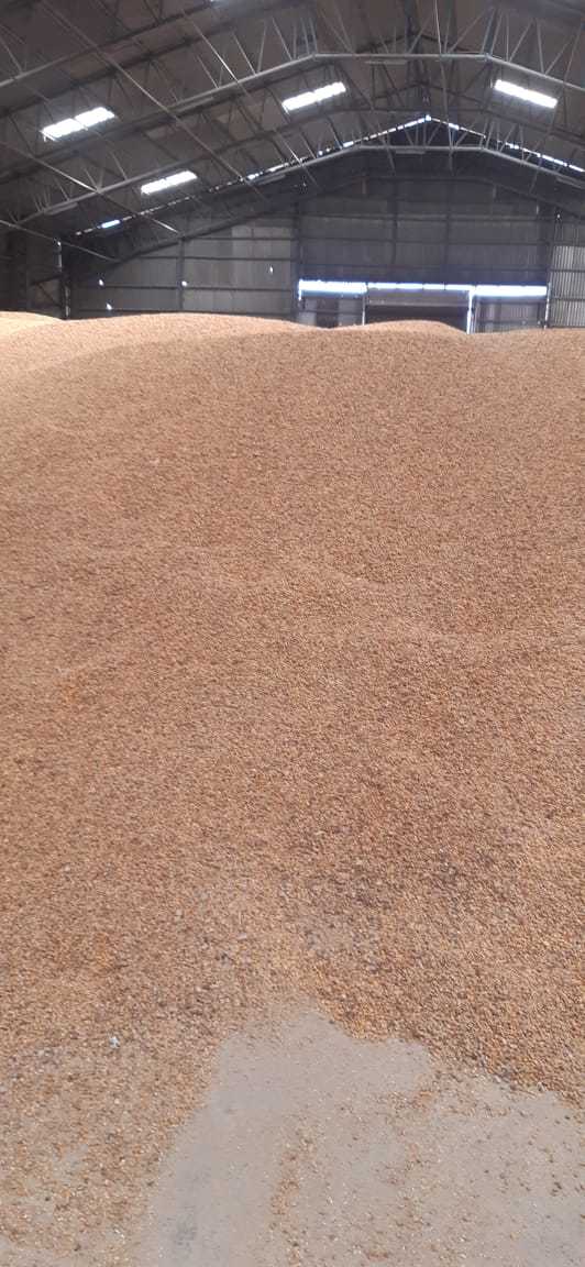 Maize For Multipuposes - Admixture (%): 3