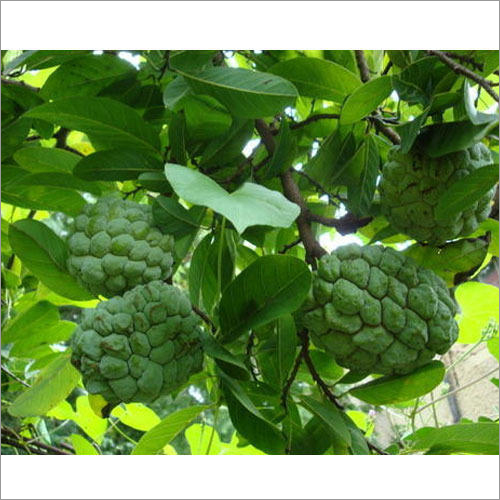 ग्रीन कस्टर्ड सेब के पौधे