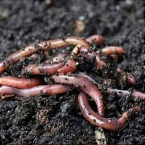 Live Earthworms For Composting Application: Agriculture