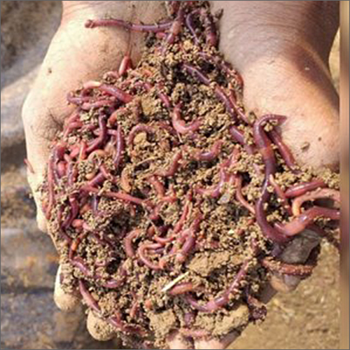 Live Earthworms For Composting Application: Agriculture