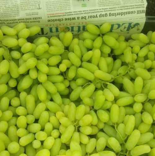 ताजे अंगूर की आपूर्तिकर्ता