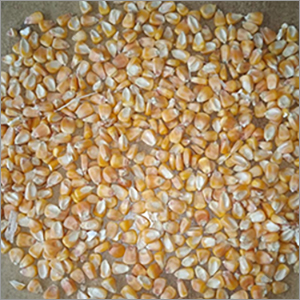 Dry Maize - Organic Quality Product, Nil Moisture Content - High Nutritional Value, Rich Sweet Taste, Uniform Size And Shape, Pure And Preservative Free