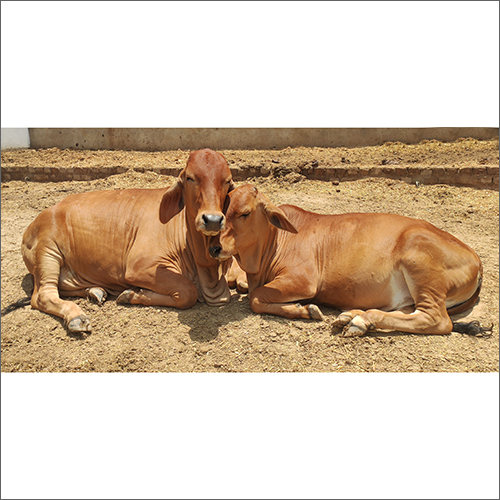 Brown Indian Sahiwal Cow