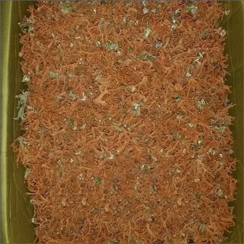 रेड कोरल शाखाएं