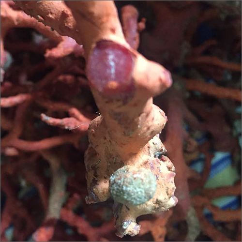 Raw Red Coral