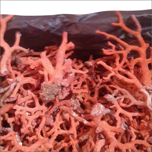 Raw Red Coral