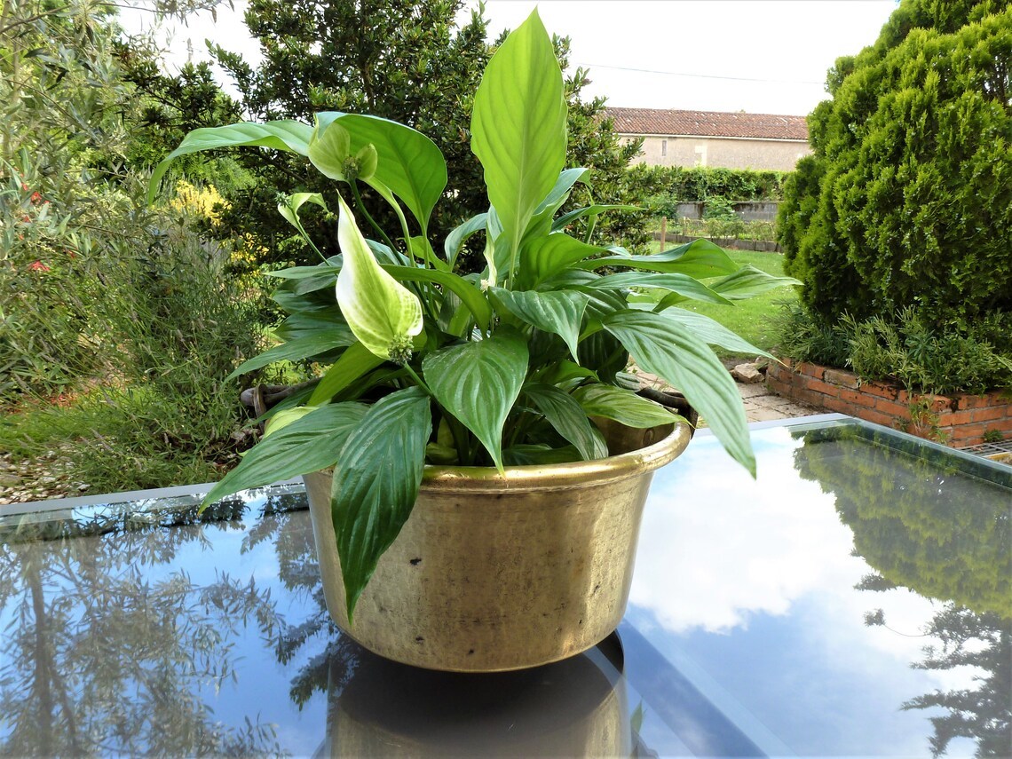 Brass Small Round Shaped Planter With Handle