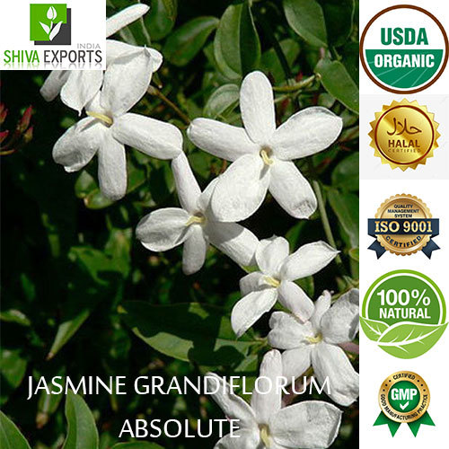 Jasmine Grandiflorum Absolute - 1 Kilogram Mobile Liquid | 100% Pure Floral Fragrance, Strong Aromatic Scent, 5-Year Shelf Life, Ideal for All Age Groups