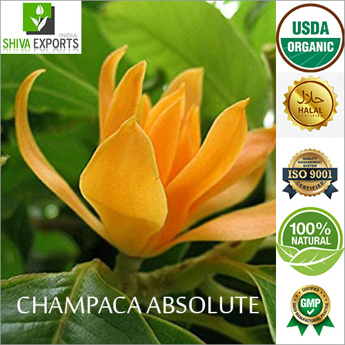 Champaca Absolute Essential Oil