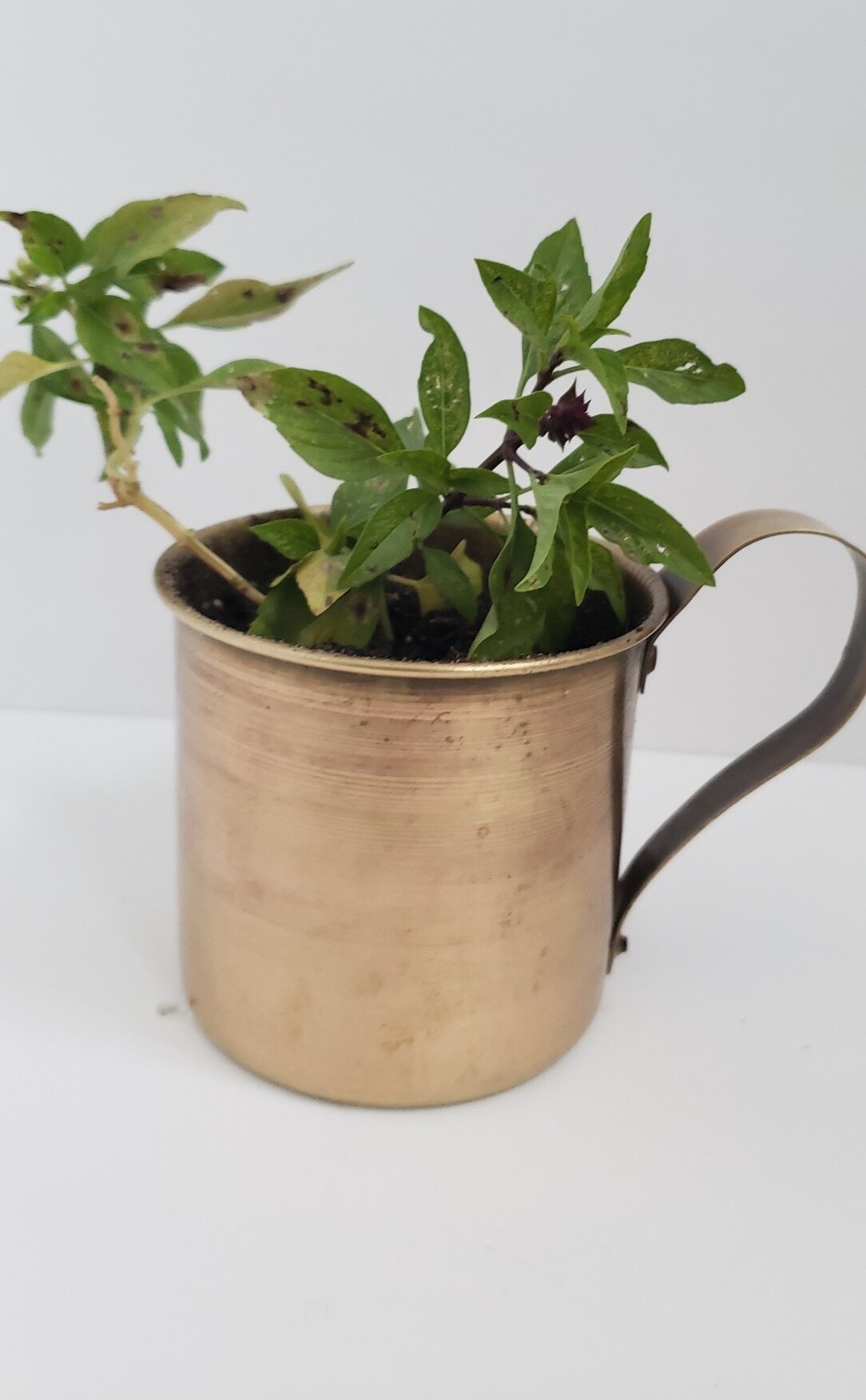 Copper Mug Succulent Planter