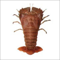 स्लिपर लॉबस्टर