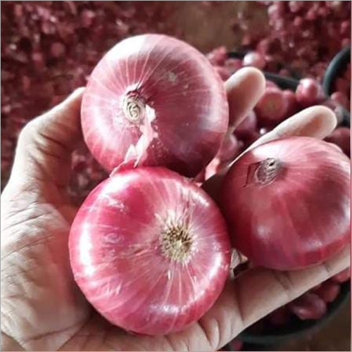 Indian Red Onion - Organic | Fresh, Natural Shape, Ideal For Culinary Uses
