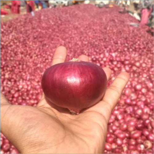 Indian Red Onion - Organic | Fresh, Natural Shape, Ideal For Culinary Uses