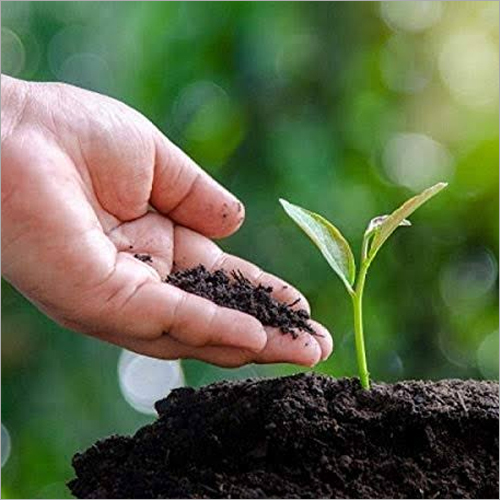 Cow Dung Manure Application: Agriculture