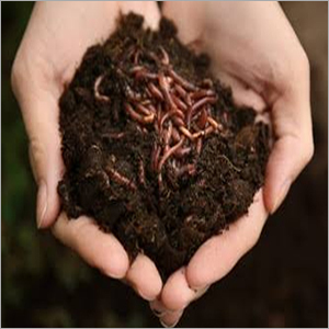 Vermi Compost - 50 Kg Bag | 100% Purity, Ideal For Agriculture, Store In A Dry Place, High-quality Vermi Compost For Enhanced Soil Health