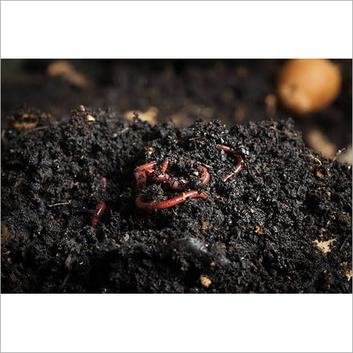 Vermi Compost - 50 Kg Bag | 100% Purity, Ideal For Agriculture, Store In A Dry Place, High-quality Vermi Compost For Enhanced Soil Health