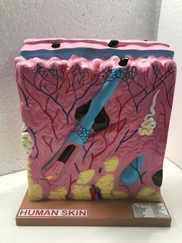 नर्सिंग एनाटोमिकल मॉडल