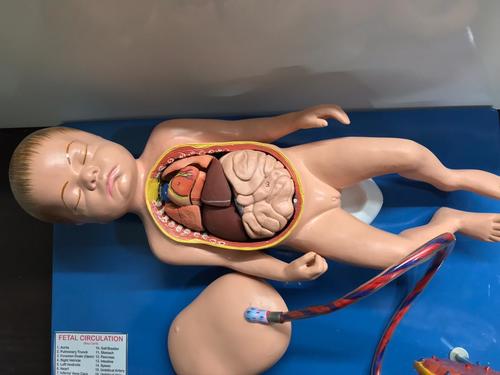 नर्सिंग लैब उपकरण और मॉडल